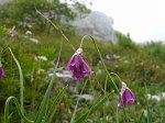 Fiori ...sul Sentiero dei Fiori (20 luglio 08)- FOTOGALLERY